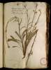  Fol. 4 

Leucoium marinum cum floribus et siliquis Thlaspi hieracifolium Lobel.